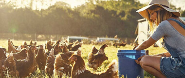 Lady feeding chickens on farm