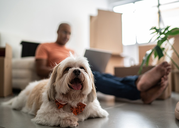 white Shih Tzu dog, with owner on a laptop relaxing in background in loungeroom of rental property